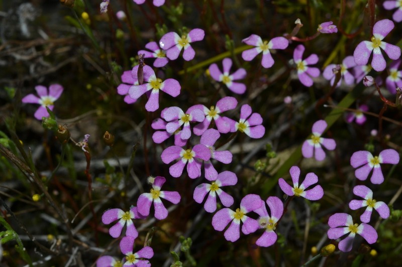 Stylidium asymmetricum photo 3