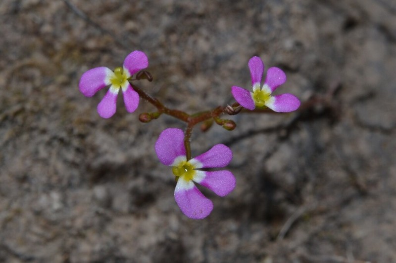 Stylidium asymmetricum photo 4