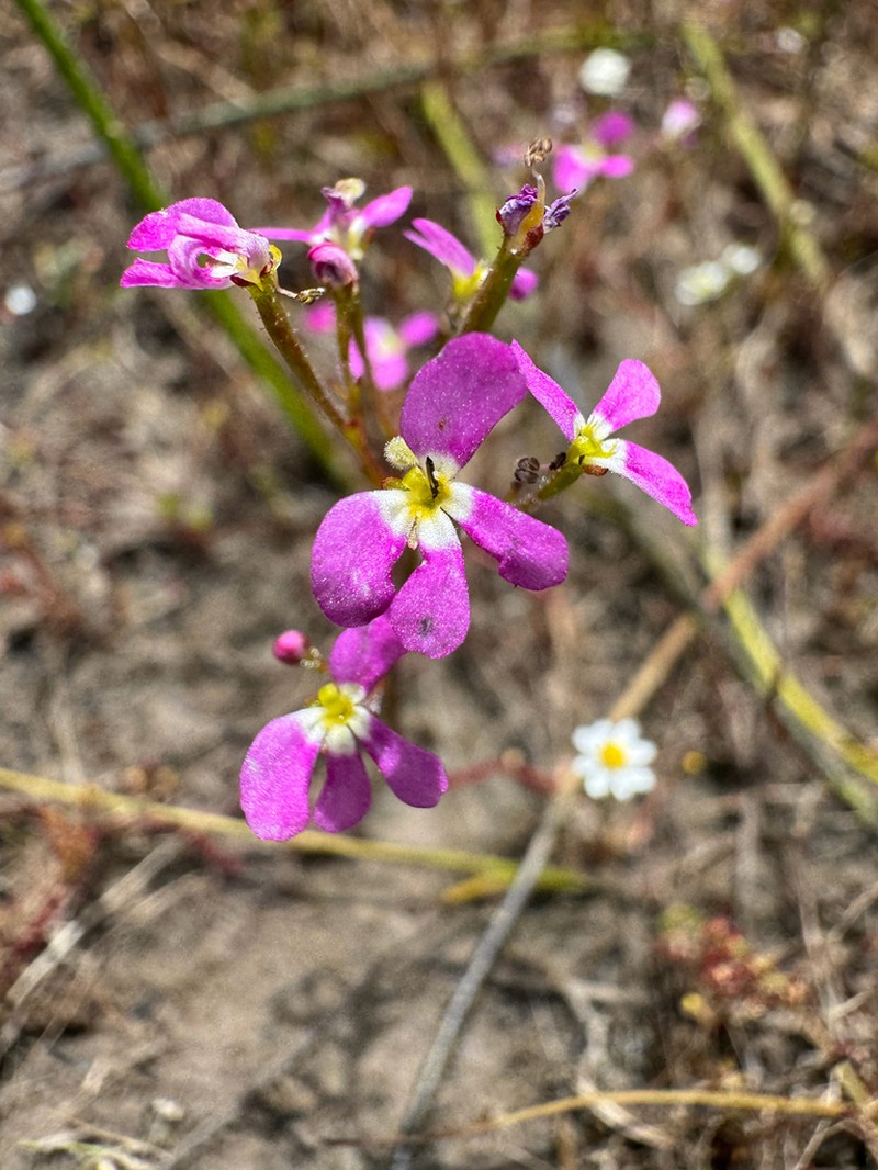 Stylidium asymmetricum photo 5