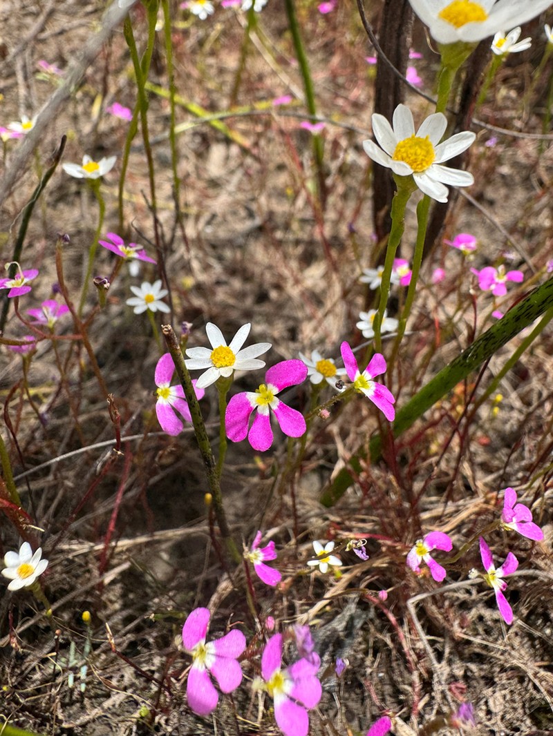 Stylidium asymmetricum photo 6
