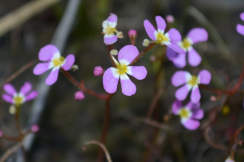 Stylidium asymmetricum photo 7