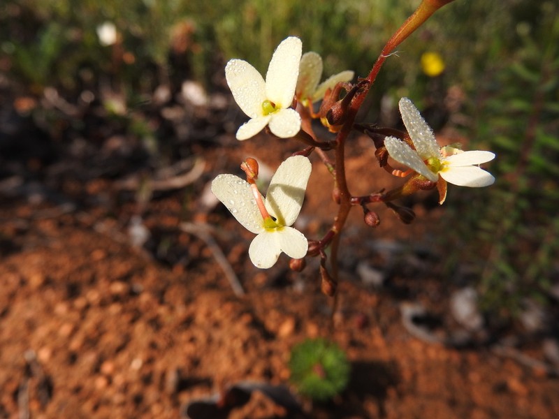Stylidium bindoon