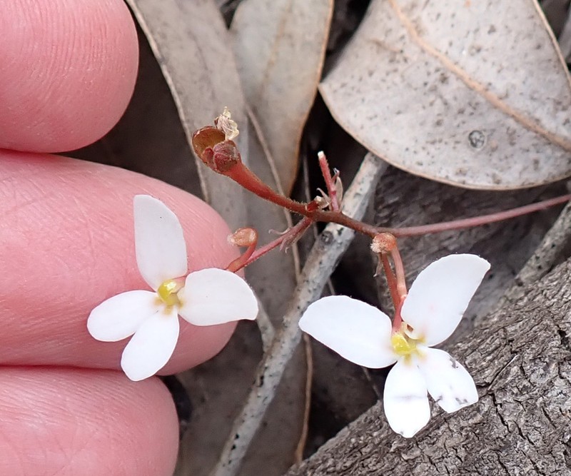 Stylidium bindoon photo 2