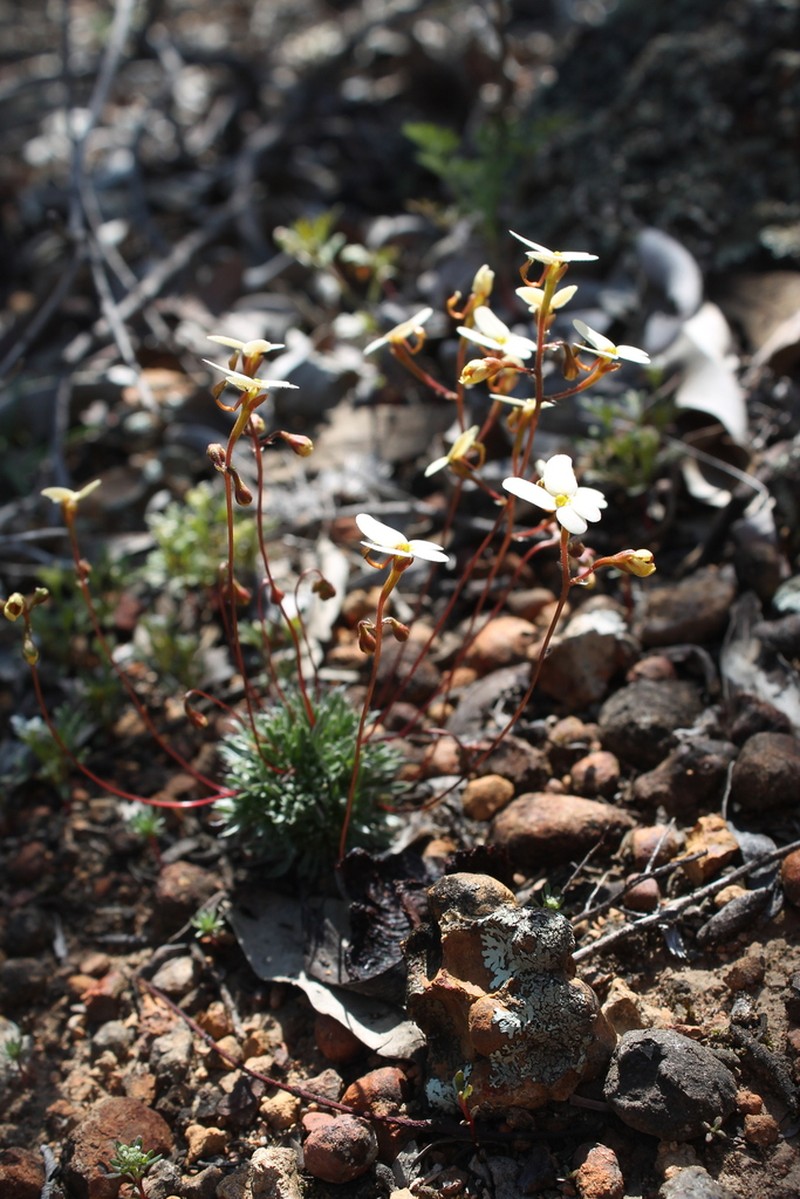 Stylidium bindoon photo 3