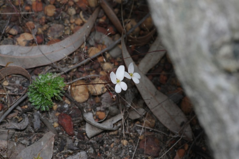 Stylidium bindoon photo 4