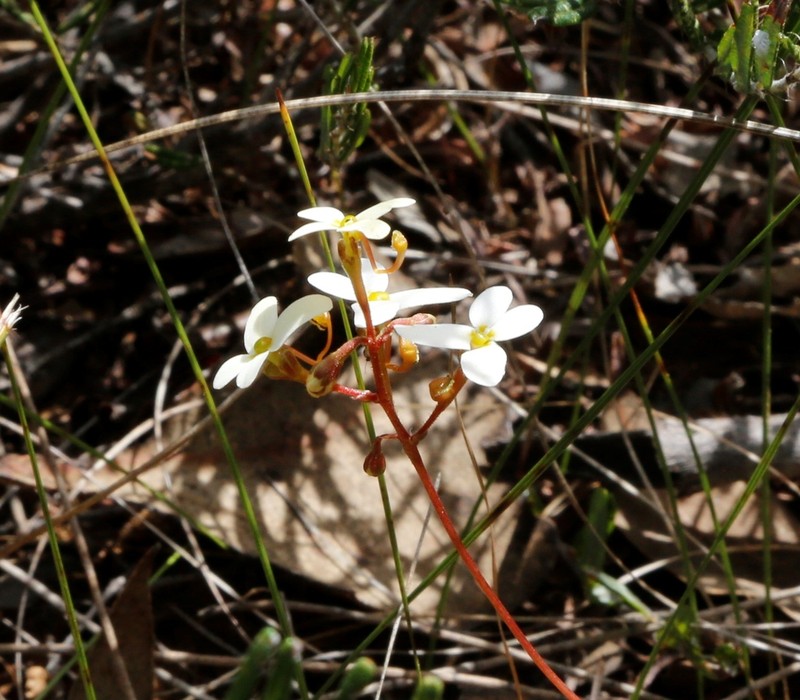 Stylidium bindoon photo 5