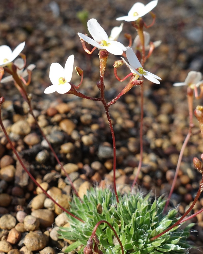 Stylidium bindoon photo 6