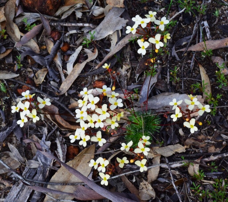 Stylidium bindoon photo 7