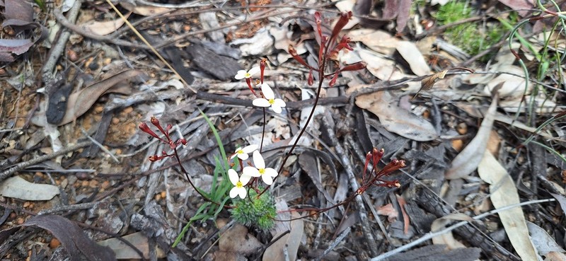 Stylidium bindoon photo 8