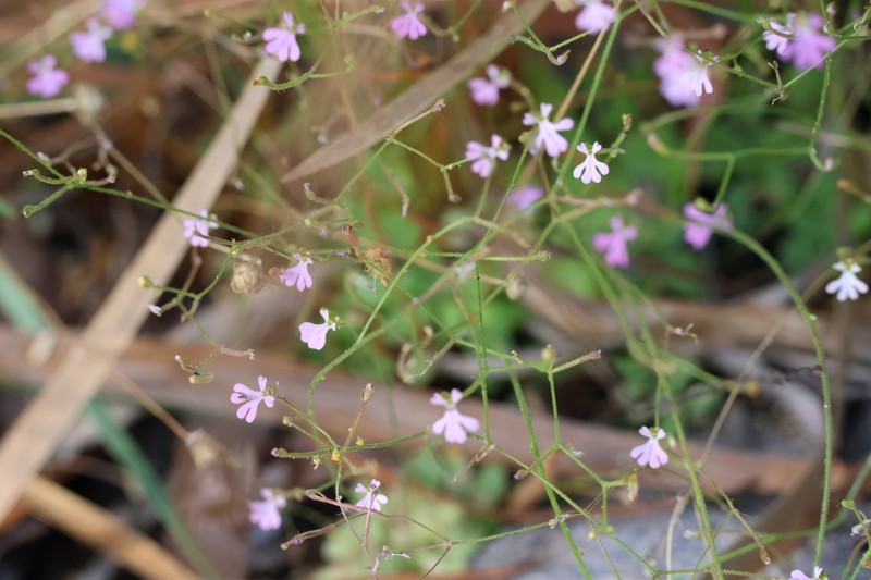 Stylidium brachyotis