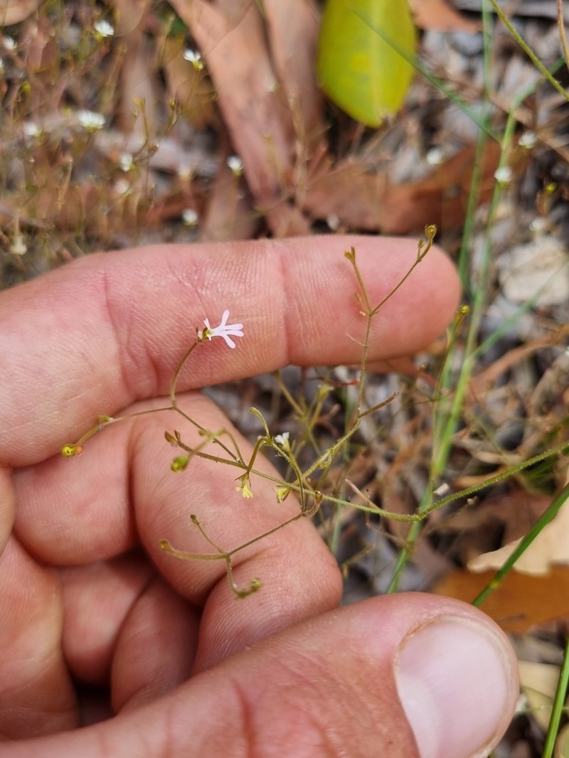 Stylidium brachyotis photo 2