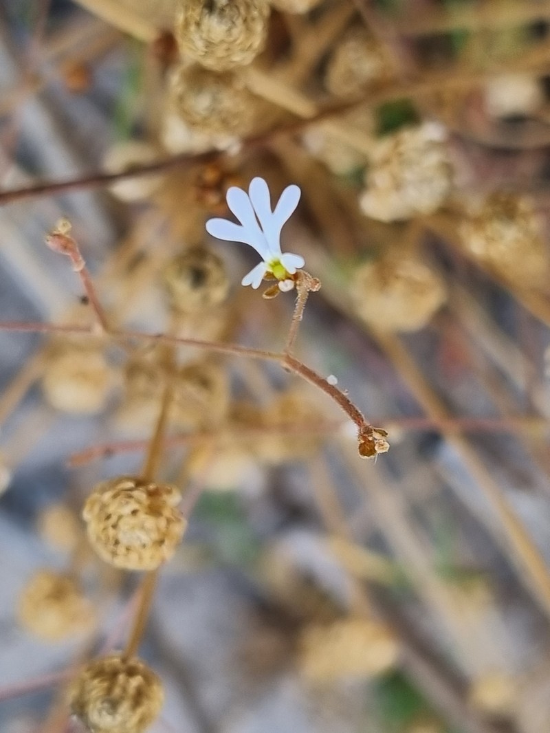 Stylidium brachyotis photo 3