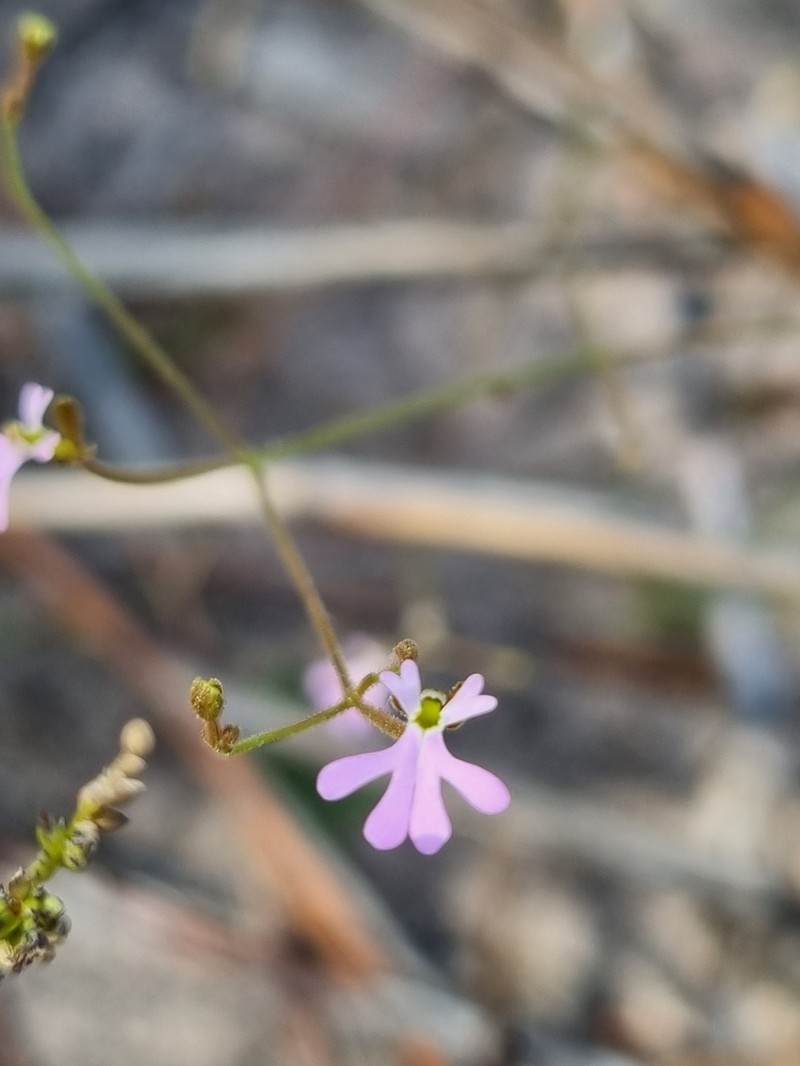 Stylidium brachyotis photo 4