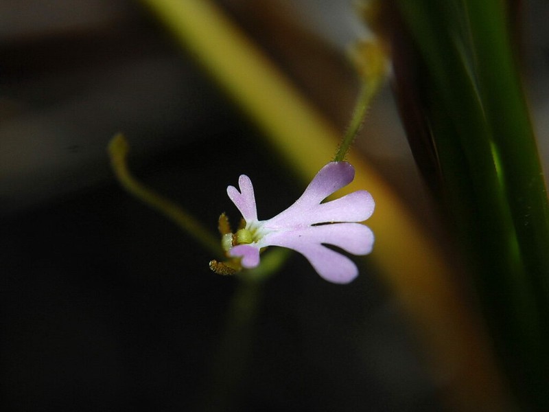 Stylidium brachyotis photo 5