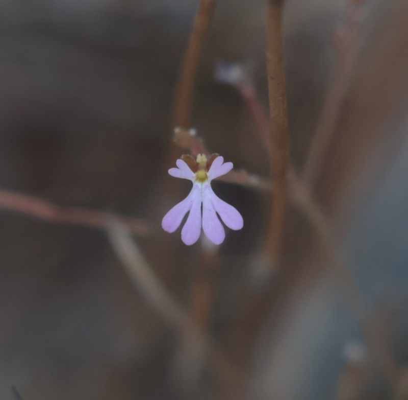 Stylidium brachyotis photo 6