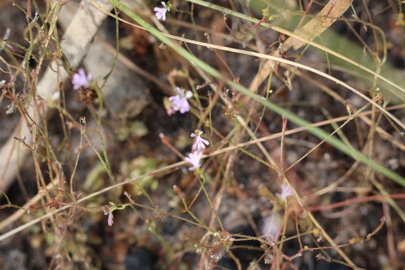 Stylidium brachyotis photo 7
