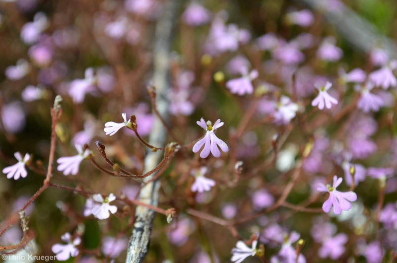 Stylidium brachyotis photo 8