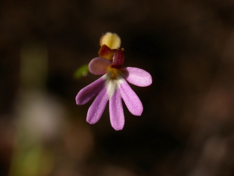 Stylidium contrarium