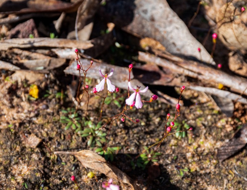 Stylidium cornuatum