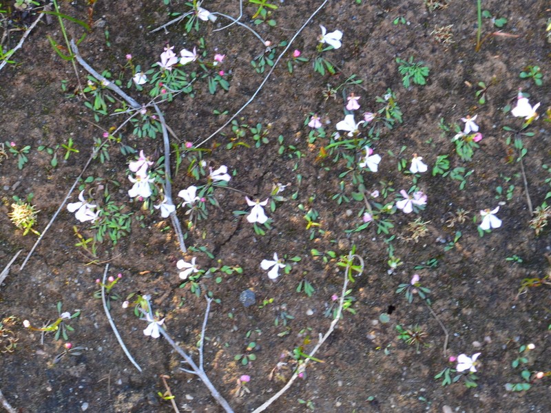 Stylidium cornuatum photo 2