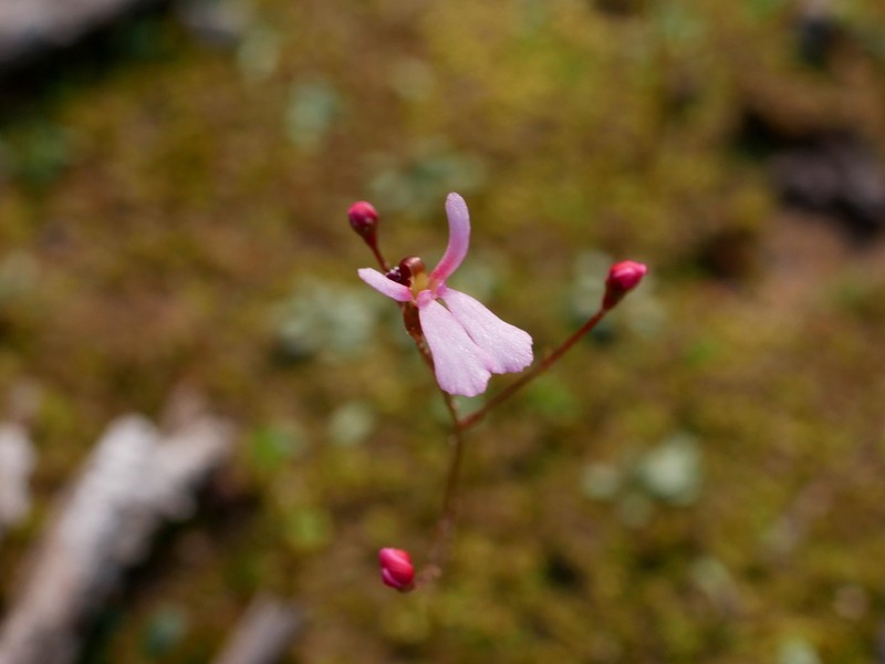 Stylidium cornuatum photo 4