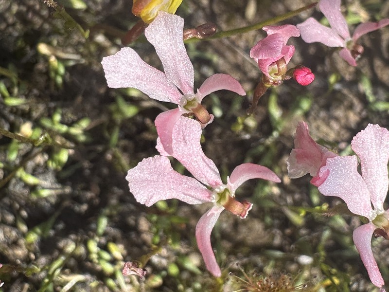 Stylidium cornuatum photo 5
