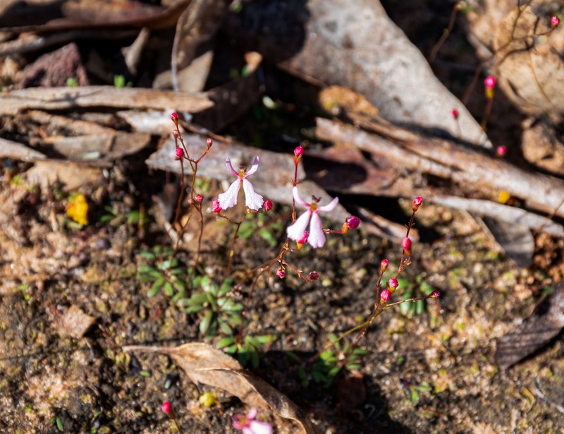 Stylidium cornuatum photo 6