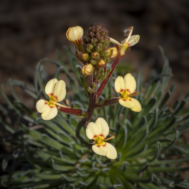 Stylidium coroniforme subsp. coroniforme