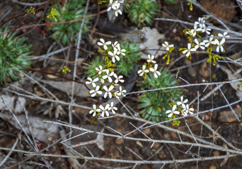 Stylidium corymbosum var. corymbosum