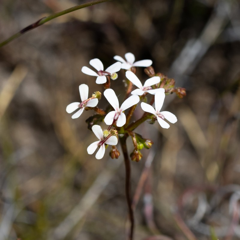 Stylidium corymbosum var. corymbosum photo 2