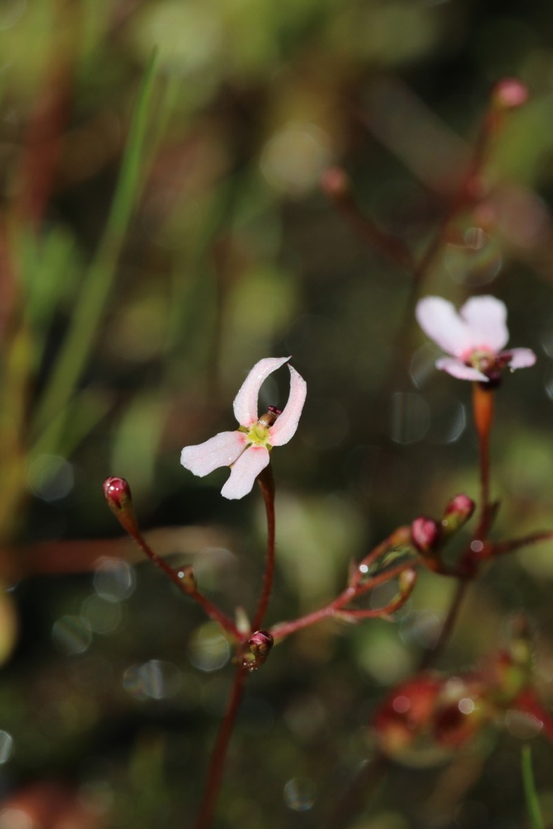 Stylidium decipiens