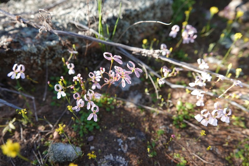 Stylidium decipiens photo 2