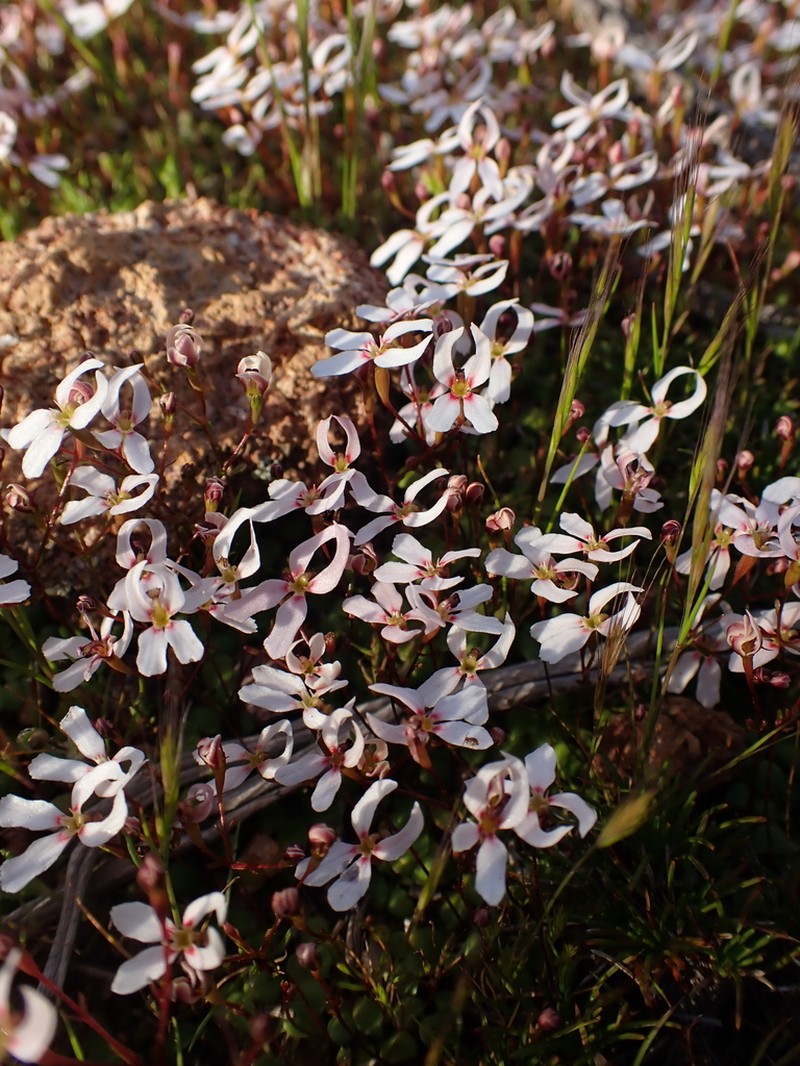 Stylidium decipiens photo 3