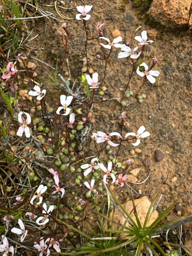 Stylidium decipiens photo 4