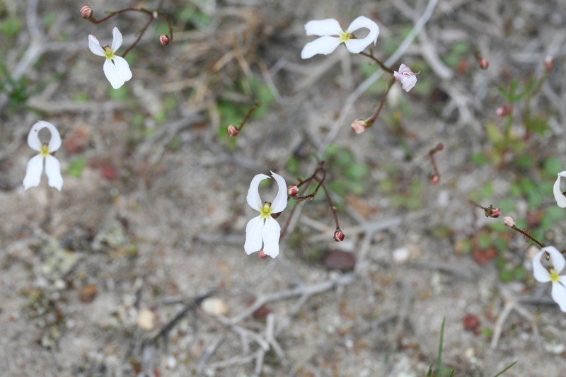 Stylidium decipiens photo 5