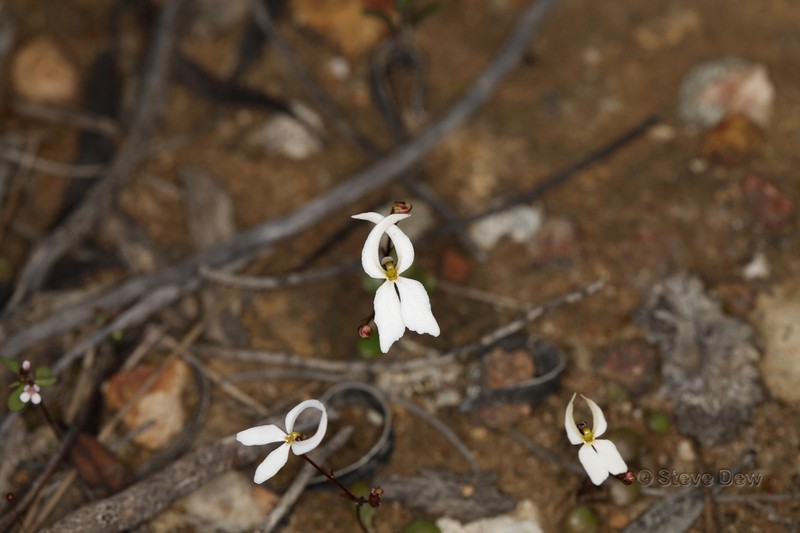 Stylidium decipiens photo 6