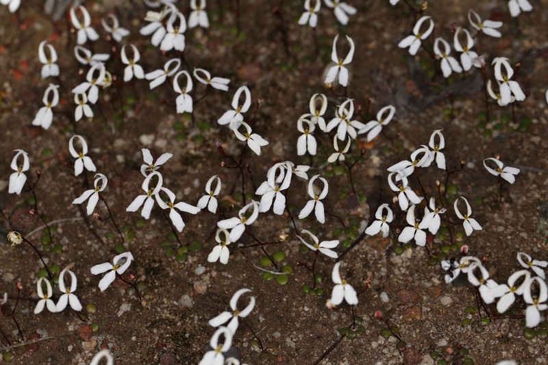Stylidium decipiens photo 7