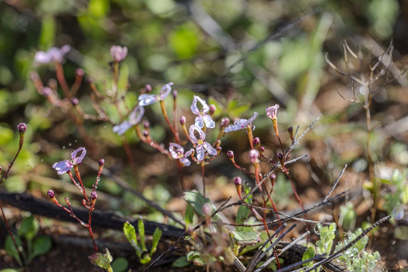 Stylidium decipiens photo 8