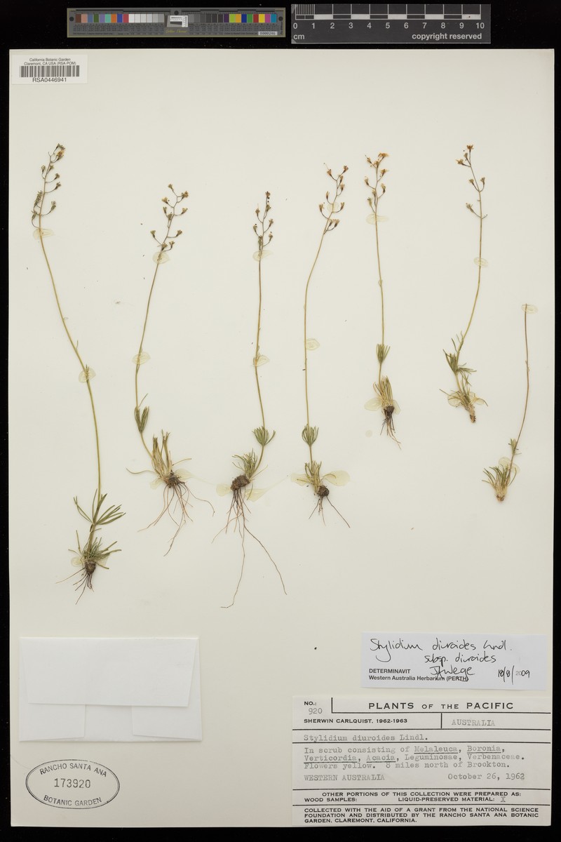 Stylidium diuroides subsp. diuroides