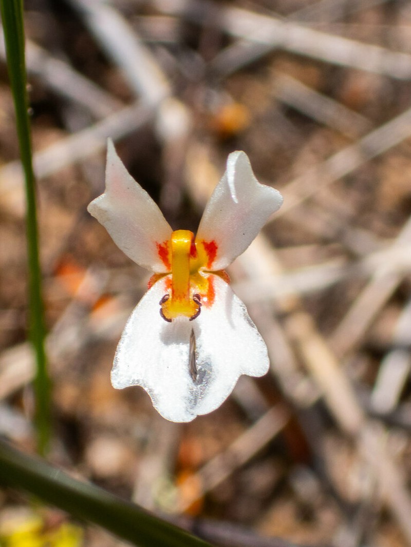 Stylidium exappendiculatum