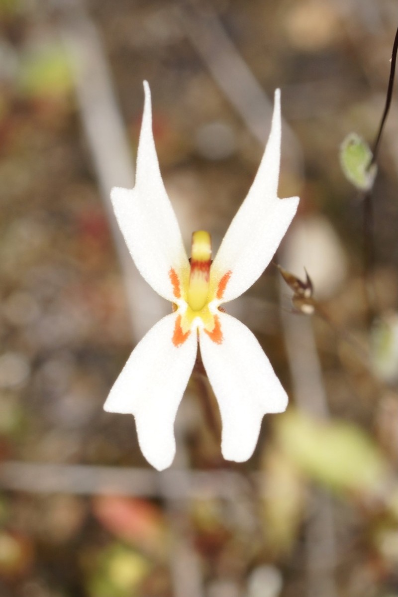 Stylidium exappendiculatum photo 2