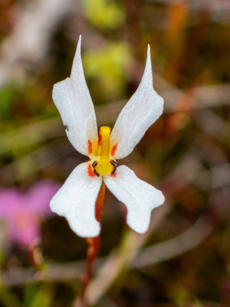 Stylidium exappendiculatum photo 3