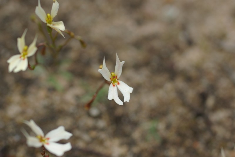 Stylidium exappendiculatum photo 4