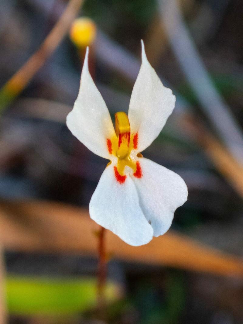 Stylidium exappendiculatum photo 5