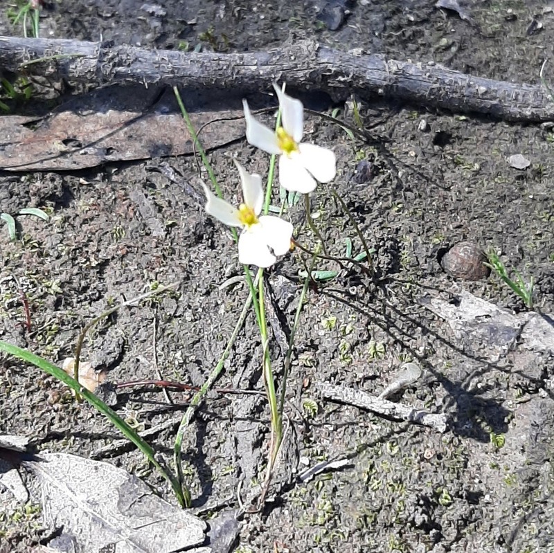 Stylidium exappendiculatum photo 6