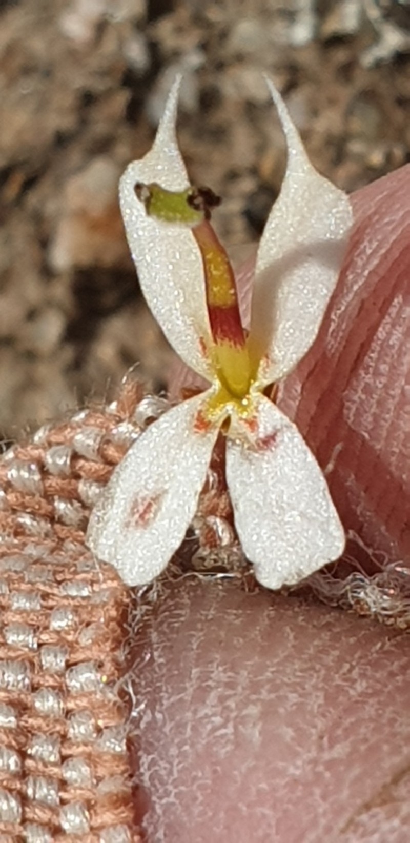 Stylidium exappendiculatum photo 7