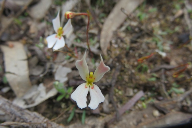 Stylidium exappendiculatum photo 8