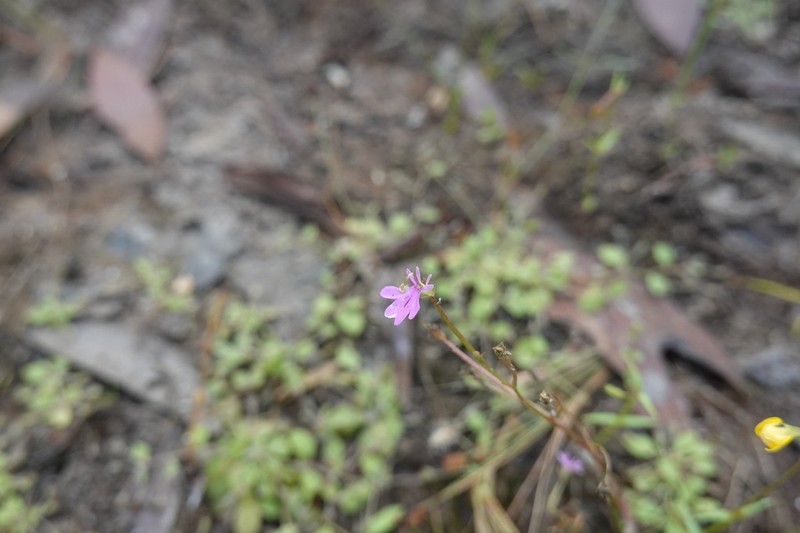 Stylidium gemmatum