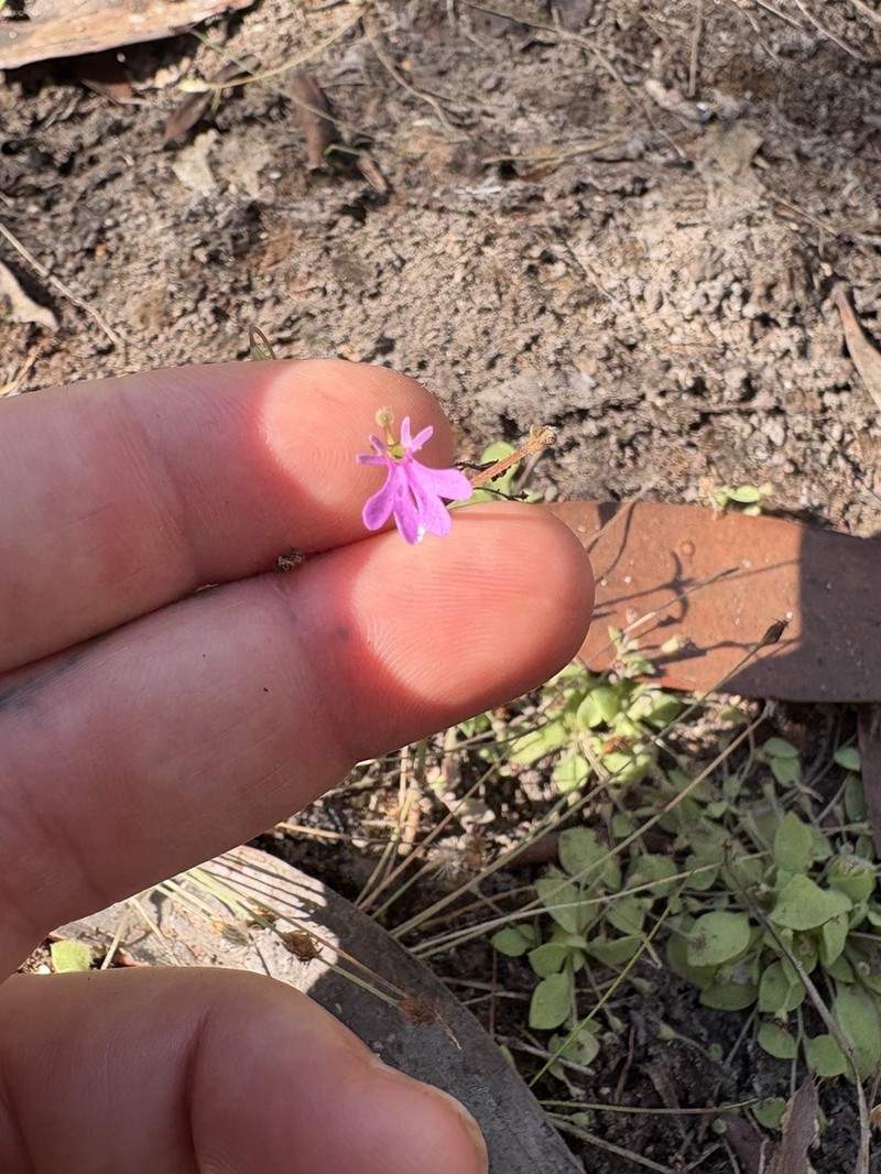 Stylidium gemmatum photo 2
