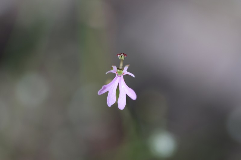 Stylidium gemmatum photo 3